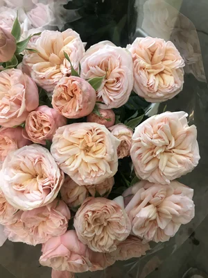 Peaches n Dream — Eufloria Flowers